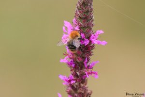 1V7A7048-SharpenAI-Motion